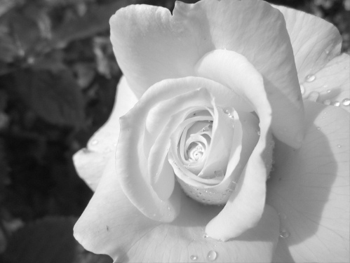 a white rose opens