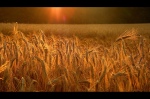 Barley Sheaves grow golden in the field